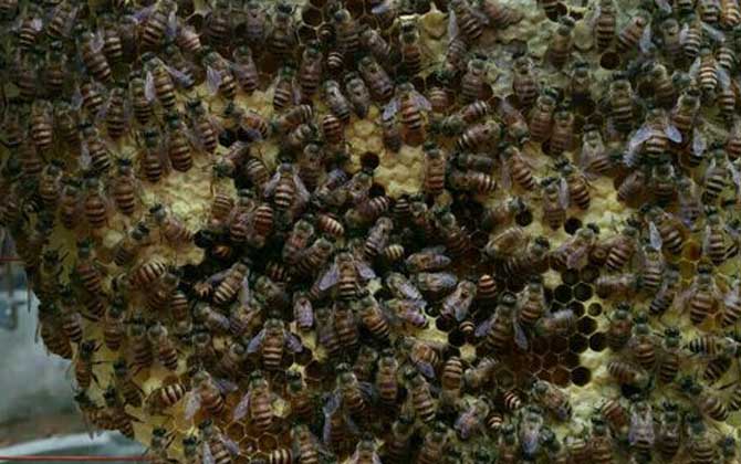 蜜蜂夏季養殖管理技術 蜜蜂夏季養殖