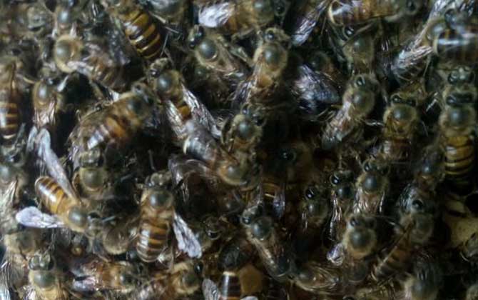 盜蜂的緊急處理辦法 盜蜂