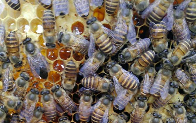 蜜蜂什么時候開始春繁? 蜜蜂春繁