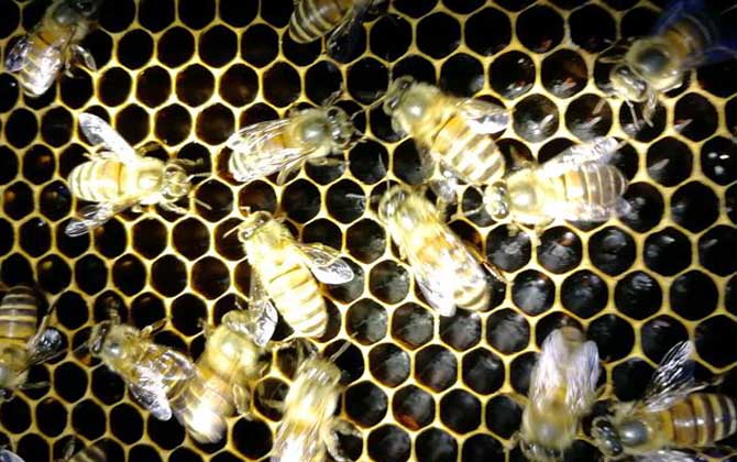 蜜蜂秋季怎么快速繁殖? 蜜蜂秋繁