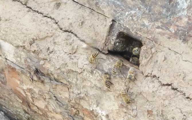 蜜蜂秋季怎么快速繁殖? 蜜蜂秋繁