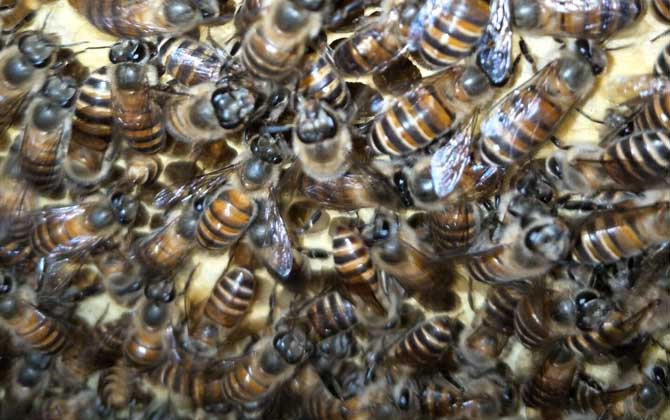 蜜蜂春繁技術及注意事項 蜜蜂春繁