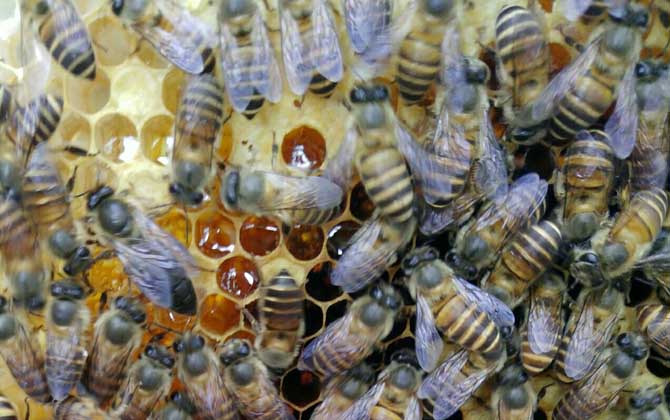 蜜蜂春繁技術及注意事項 蜜蜂春繁