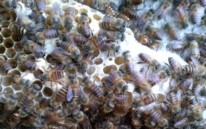 蜜蜂春繁技術及注意事項 蜜蜂春繁