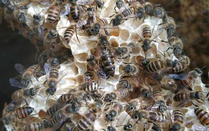蜜蜂春繁技術及注意事項 蜜蜂春繁