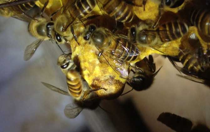 新手養蜂怎樣獲得蜂王? 育王