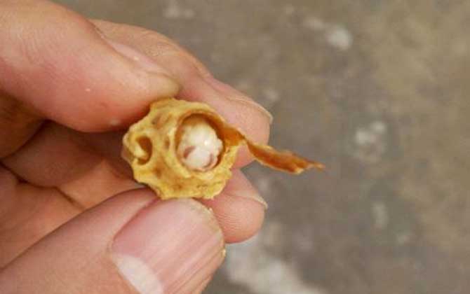 新手養蜂怎樣獲得蜂王? 育王