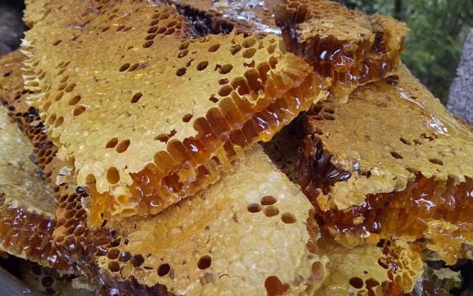 百花蜜的功效與作用及食用方法 百花蜜