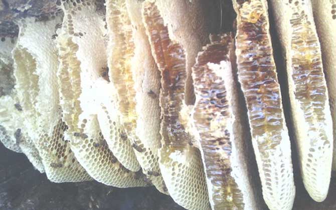 土蜂蜜的作用與功效及食用方法 土蜂蜜