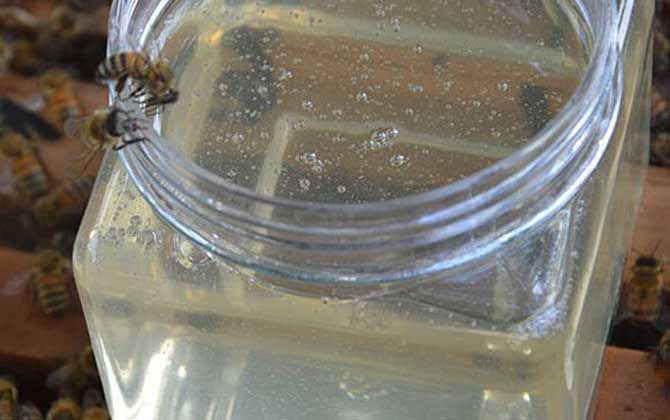 洋槐蜜的功效與作用及食用方法 洋槐蜜