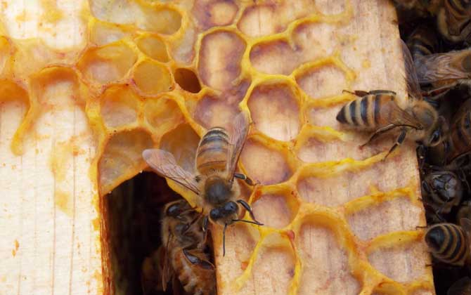 純天然蜂膠多少錢一斤? 純天然蜂膠