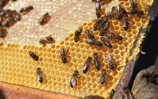 純天然蜂膠多少錢一斤? 純天然蜂膠