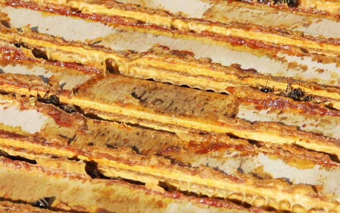 蜂膠含有哪些營養成分? 蜂膠