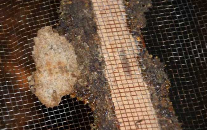 蜂膠在蜂箱的哪個(gè)部位? 蜂膠