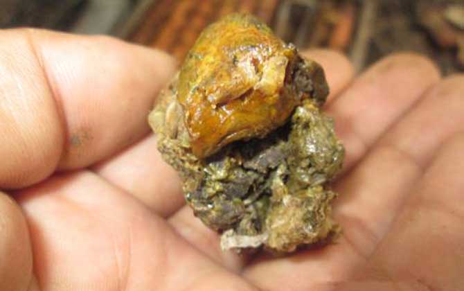 蜂膠在蜂箱的哪個(gè)部位? 蜂膠