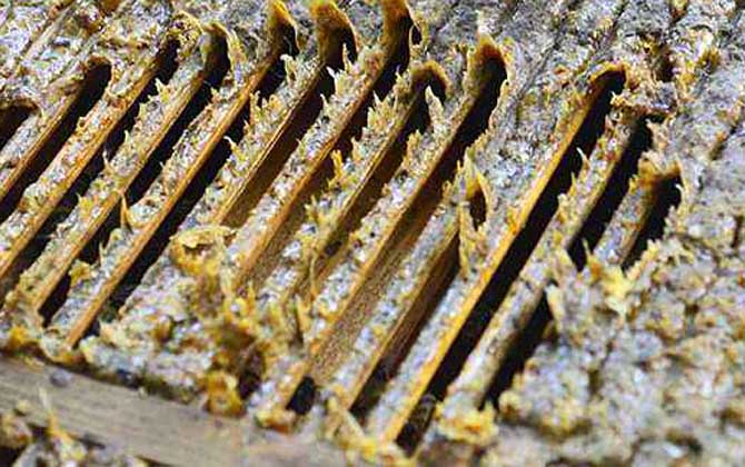 蜂膠在蜂箱的哪個(gè)部位? 蜂膠