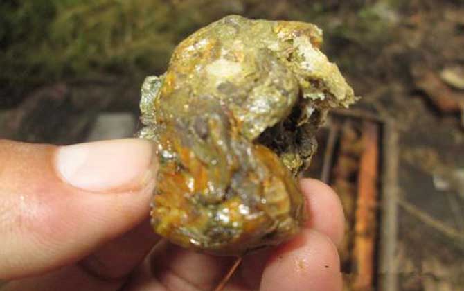 男人長期吃蜂膠有什么副作用? 蜂膠