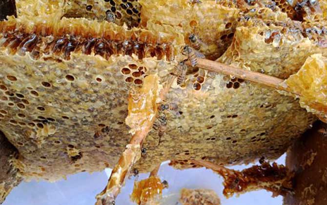 蜂巢由哪些成分組成的? 蜂巢