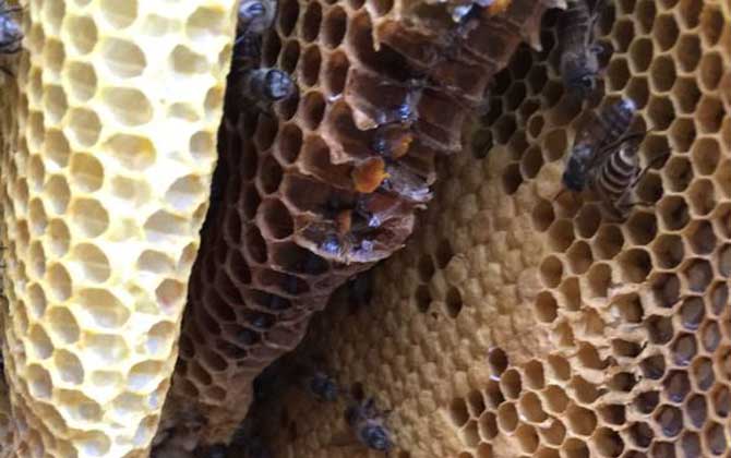 蜂巢由哪些成分組成的? 蜂巢