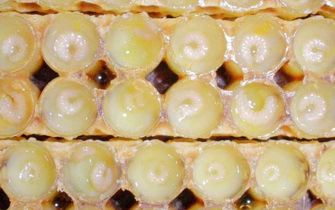 哪些人不適合吃蜂王漿? 蜂王漿