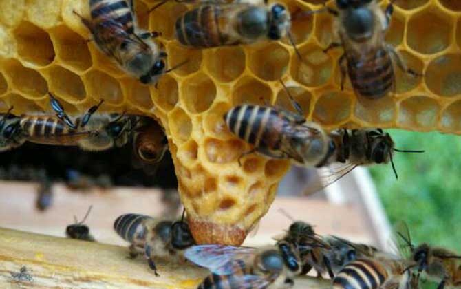 蜂王胎是什么東西? 蜂王胎
