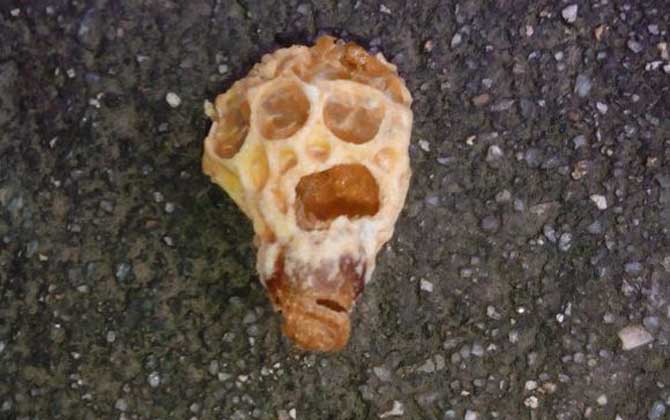 蜂王胎是什么東西? 蜂王胎