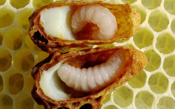 蜂王胎價(jià)格多少錢一瓶? 蜂王胎