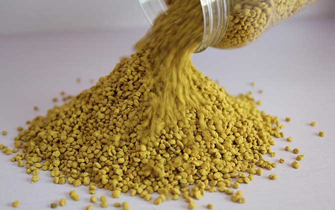 油菜花粉的功效與作用及食用方法 油菜花粉