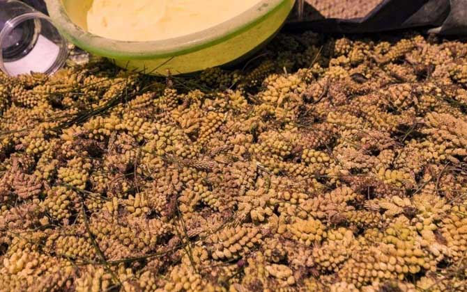 長(zhǎng)期服用松花粉會(huì)誘發(fā)癌癥嗎? 松花粉