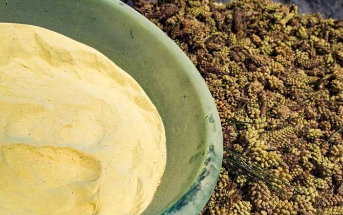 長(zhǎng)期服用松花粉會(huì)誘發(fā)癌癥嗎? 松花粉