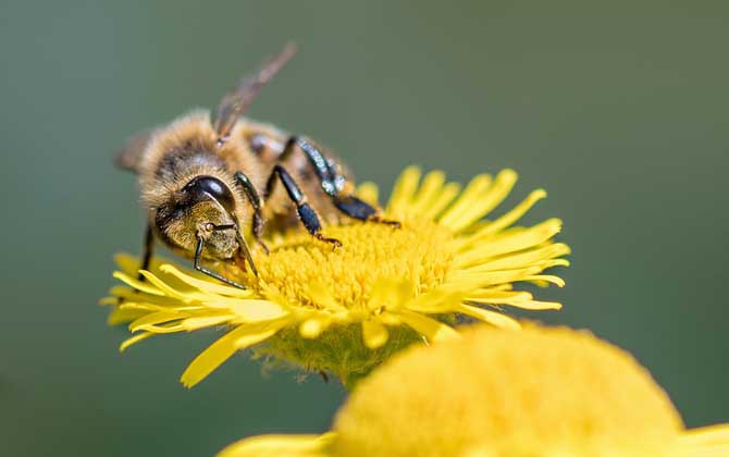 蜂毒的作用與功效及使用方法 蜂毒