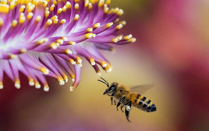 蜂毒療法的適應癥及副作用 蜜蜂