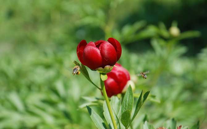 蜂毒療法的適應癥及副作用 蜜蜂