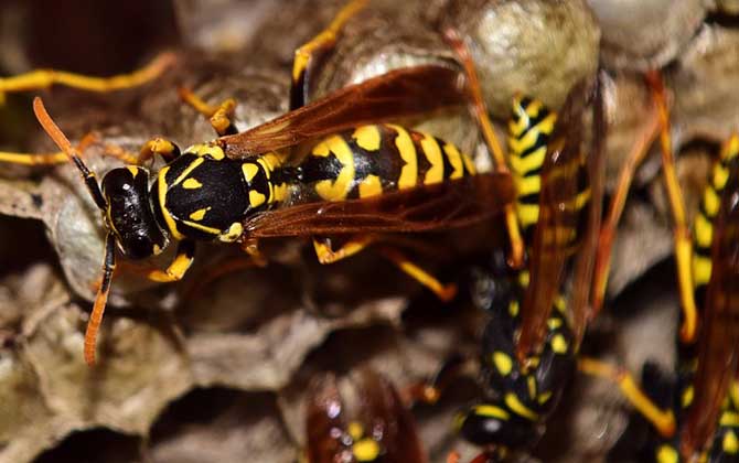 馬蜂毒是酸性還是堿性? 馬蜂毒