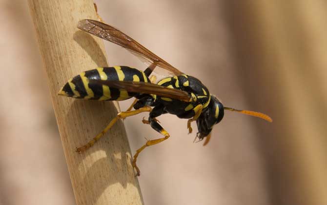 蜜蜂毒和馬蜂毒的區(qū)別 馬蜂