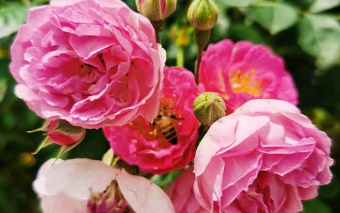 蜂毒對腎的副作用有哪些? 蜂毒