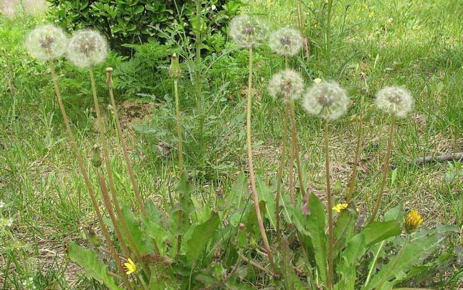 解蜂毒的中草藥有哪些? 蒲公英