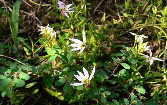 解蜂毒的中草藥有哪些? 半邊蓮