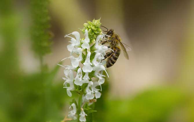 蜂療對什么病最有效? 蜜蜂