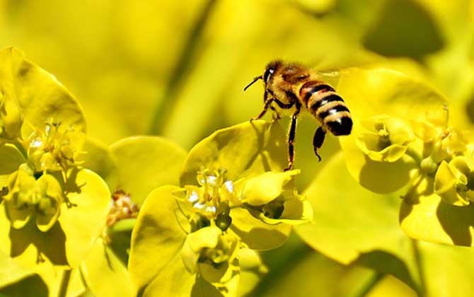 蜂療對什么病最有效? 蜜蜂