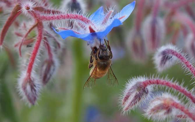 蜂療對什么病最有效? 蜜蜂