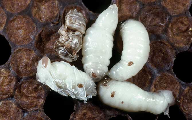 蜂蛹的功效與作用及食用方法 蜂蛹