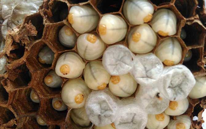 蜂蛹的功效與作用及食用方法 蜂蛹