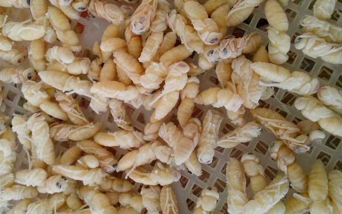 男人吃蜂蛹有什么好處? 蜂蛹