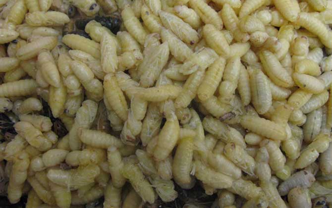 男人吃蜂蛹有什么好處? 蜂蛹