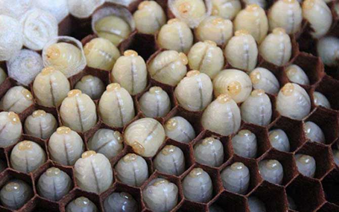 冷凍過的蜂蛹能吃嗎? 蜂蛹