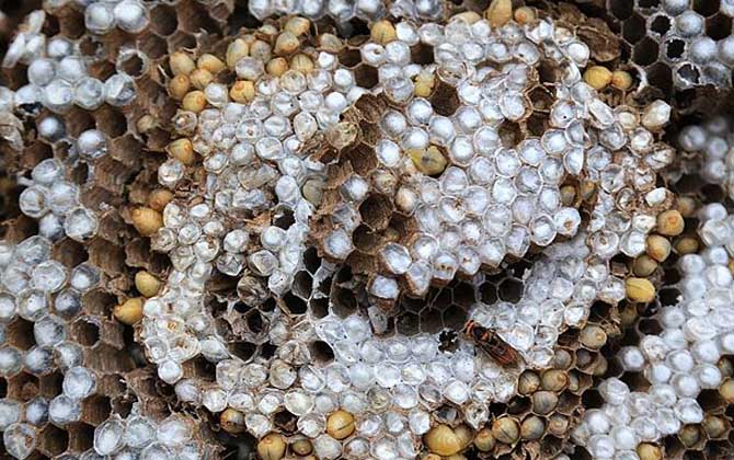 野生蜂蛹什么時候最多? 蜂蛹