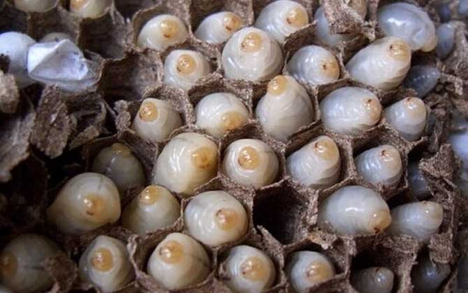 蜂蛹是怎么形成的? 蜂蛹