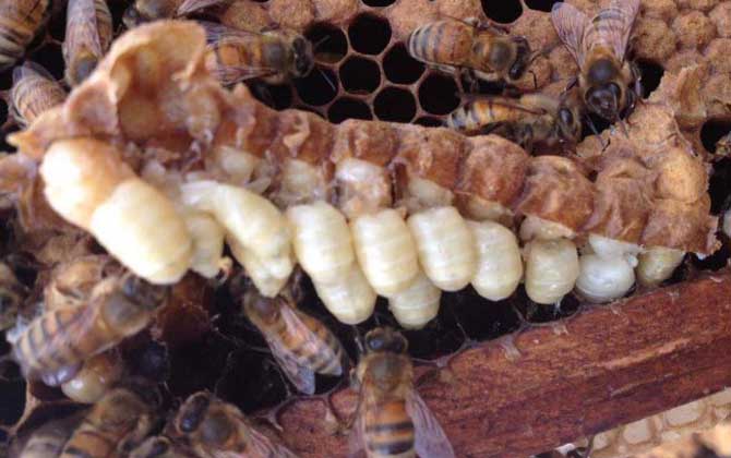 雄蜂蛹價格多少錢一斤? 雄蜂蛹