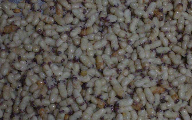 雄蜂蛹是怎么生產的? 雄蜂蛹